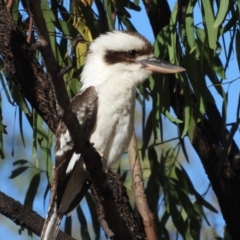 Dacelo novaeguineae (Laughing Kookaburra) at Jarvisfield, QLD - 29 Jul 2020 by TerryS