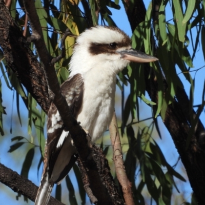 Dacelo novaeguineae (Laughing Kookaburra) at Jarvisfield, QLD - 29 Jul 2020 by TerryS