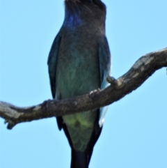 Eurystomus orientalis (Dollarbird) at Mulgrave, QLD - 30 Mar 2020 by TerryS