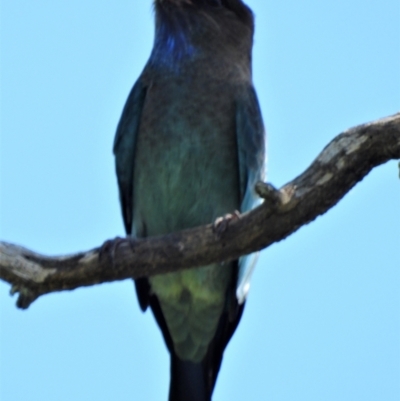 Eurystomus orientalis (Dollarbird) at Mulgrave, QLD - 30 Mar 2020 by TerryS