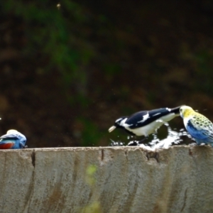 Grallina cyanoleuca at Mulgrave, QLD - 12 Jun 2020