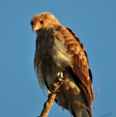 Haliastur sphenurus (Whistling Kite) at Mulgrave, QLD - 29 Jul 2020 by TerryS