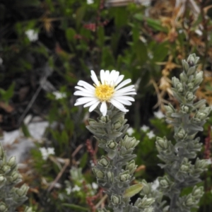 Olearia brevipedunculata at Cotter River, ACT - 29 Nov 2021 01:38 PM