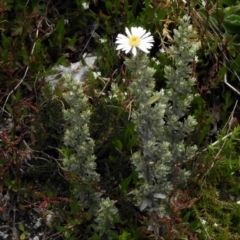 Olearia brevipedunculata at Cotter River, ACT - 29 Nov 2021 01:38 PM