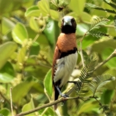 Lonchura castaneothorax (Chestnut-breasted Mannikin) at Fredericksfield, QLD - 1 Apr 2021 by TerryS