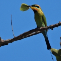 Merops ornatus (Rainbow Bee-eater) at Barratta, QLD - 4 Jun 2020 by TerryS
