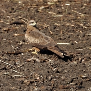 Milvus migrans at Osborne, QLD - 3 Jul 2020 09:50 AM