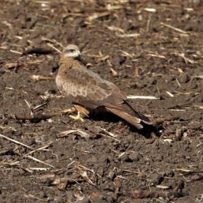 Milvus migrans (Black Kite) at Osborne, QLD - 2 Jul 2020 by TerryS