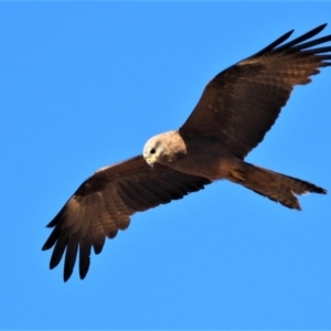 Milvus migrans at Mulgrave, QLD - 30 Jul 2020 11:20 AM