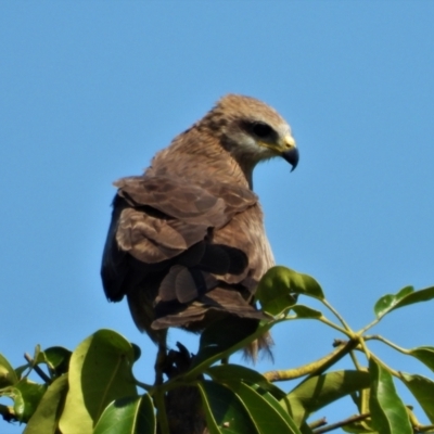 Milvus migrans (Black Kite) at Airville, QLD - 8 Aug 2020 by TerryS