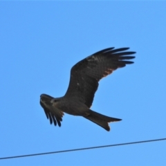 Milvus migrans (Black Kite) at Mcdesme, QLD - 2 Jul 2020 by TerryS