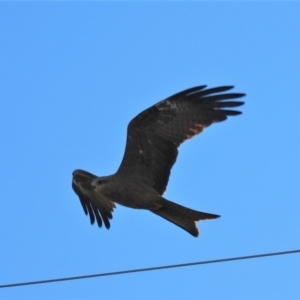 Milvus migrans at Mcdesme, QLD - 3 Jul 2020 07:56 AM