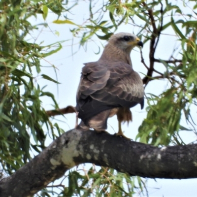 Milvus migrans (Black Kite) at Mulgrave, QLD - 1 Apr 2021 by TerryS