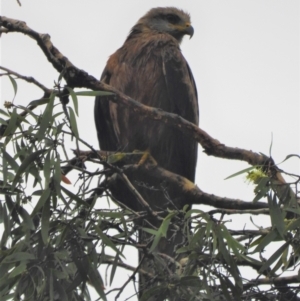 Milvus migrans at Mulgrave, QLD - 15 Jun 2020 08:41 AM