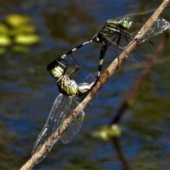 Unidentified Damselfly (Zygoptera) at Inkerman, QLD - 30 Mar 2020 by TerryS