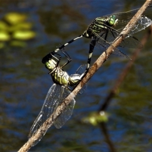 Orthetrum sabina at Inkerman, QLD - 31 Mar 2020