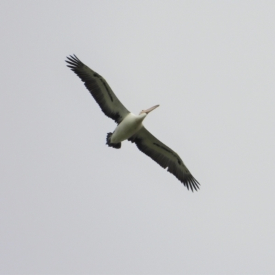 Pelecanus conspicillatus (Australian Pelican) at Brandon, QLD - 4 Aug 2020 by TerryS