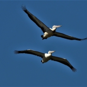 Pelecanus conspicillatus at Airville, QLD - 4 Jun 2020