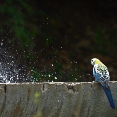 Platycercus adscitus (Pale-headed Rosella) at Mulgrave, QLD - 12 Jun 2020 by TerryS