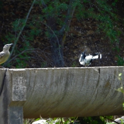 Chlamydera nuchalis (Great Bowerbird) at Mulgrave, QLD - 12 Jun 2020 by TerryS