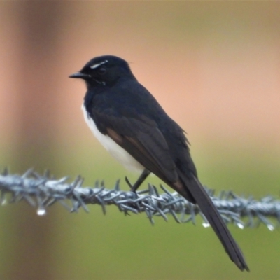 Rhipidura leucophrys (Willie Wagtail) at Mulgrave, QLD - 15 Jun 2020 by TerryS