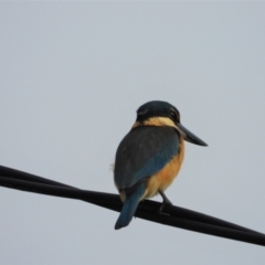 Todiramphus sanctus (Sacred Kingfisher) at Jarvisfield, QLD - 2 Jul 2020 by TerryS
