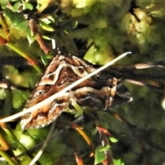 Melitulias graphicata (Mask Carpet) at Cotter River, ACT - 29 Nov 2021 by JohnBundock