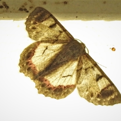 Crypsiphona ocultaria (Red-lined Looper Moth) at Tidbinbilla Nature Reserve - 28 Nov 2021 by JohnBundock