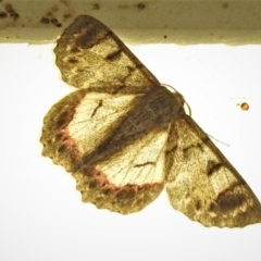 Crypsiphona ocultaria (Red-lined Looper Moth) at Paddys River, ACT - 28 Nov 2021 by JohnBundock