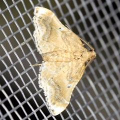 Scenedra decoratalis (A Pyralid moth) at O'Connor, ACT - 29 Nov 2021 by ibaird