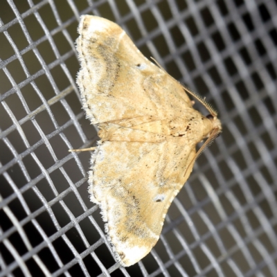 Scenedra decoratalis (A Pyralid moth) at O'Connor, ACT - 29 Nov 2021 by ibaird