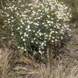 Ammobium alatum at Bywong, NSW - 1 Dec 2021