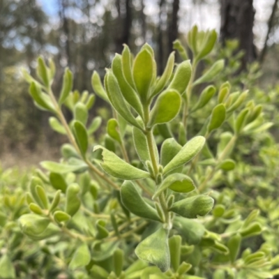 Persoonia rigida (Hairy Geebung) at Block 402 - 1 Dec 2021 by mcosgrove