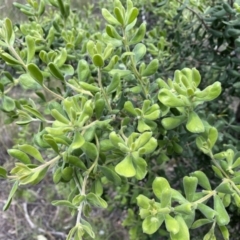 Persoonia rigida at Molonglo Valley, ACT - 1 Dec 2021 12:01 PM