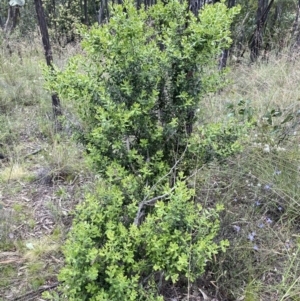 Persoonia rigida at Molonglo Valley, ACT - 1 Dec 2021 12:01 PM