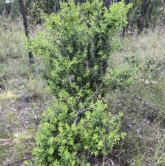 Persoonia rigida at Molonglo Valley, ACT - 1 Dec 2021