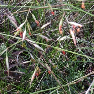 Rytidosperma pallidum (Red-anther Wallaby Grass) at Weetangera, ACT - 30 Nov 2021 by sangio7