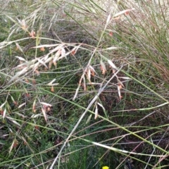 Rytidosperma pallidum at Weetangera, ACT - 30 Nov 2021