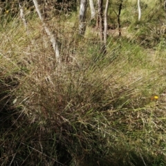 Rytidosperma pallidum at Weetangera, ACT - 30 Nov 2021