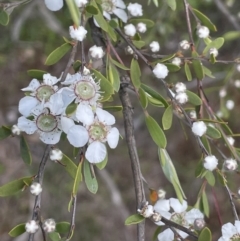 Gaudium brevipes (Grey Tea-tree) at Lower Cotter Catchment - 29 Nov 2021 by JaneR