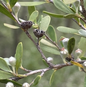 Gaudium brevipes at Cotter River, ACT - 29 Nov 2021 02:22 PM