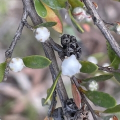 Gaudium brevipes at Cotter River, ACT - 29 Nov 2021 02:22 PM