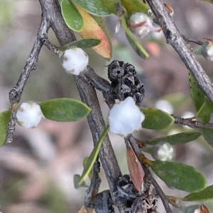 Gaudium brevipes at Cotter River, ACT - 29 Nov 2021