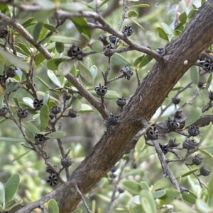 Gaudium brevipes at Cotter River, ACT - 29 Nov 2021