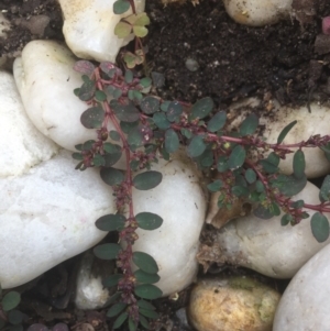 Euphorbia prostrata at Horsley, NSW - 1 Dec 2021 03:48 PM