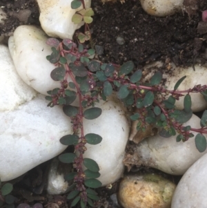 Euphorbia prostrata at Horsley, NSW - 1 Dec 2021