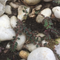 Euphorbia prostrata at Horsley, NSW - 1 Dec 2021 03:48 PM