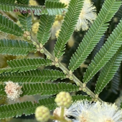 Acacia mearnsii (Black Wattle) at Block 402 - 1 Dec 2021 by mcosgrove