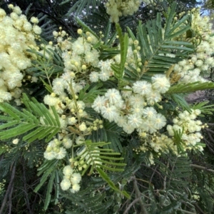 Acacia mearnsii at Molonglo Valley, ACT - 1 Dec 2021 12:20 PM