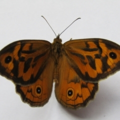 Heteronympha merope (Common Brown Butterfly) at McKellar, ACT - 1 Dec 2021 by Birdy